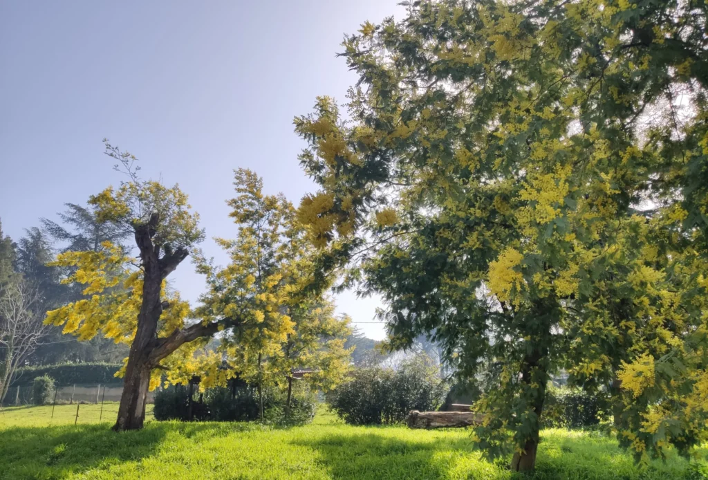 RSA Residence Relax L.T.S. a Grottaferrata
